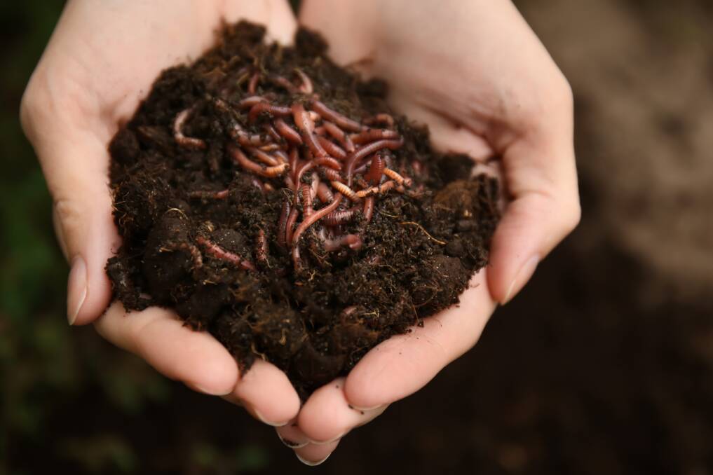 Compost worms are incredibly beneficial to the soil. Picture: Shutterstock. 