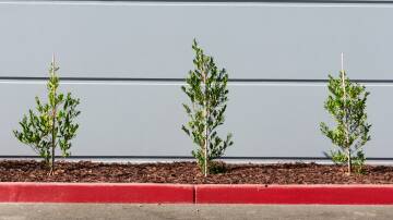 There are several reasons trees are often staked on planting. Picture: Shutterstock.