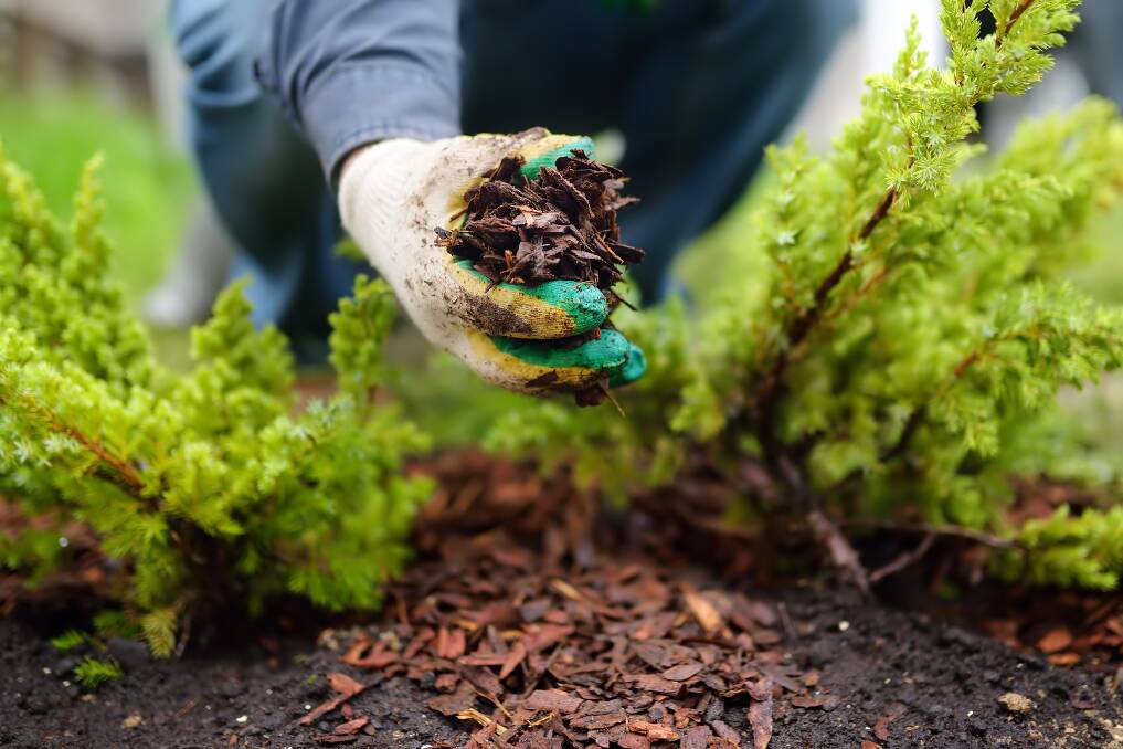 The key to success with mulches lies in selecting an appropriately graded material applied at the correct thickness. Picture: Shutterstock.