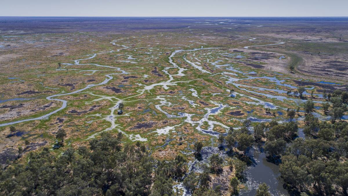 OVERFLOWS NEEDED: The Great Cumbung Swamp is one of the wetlands in the lower Lachlan River Valley which relies on overflows from Wyangala Dam. PHOTO: Supplied