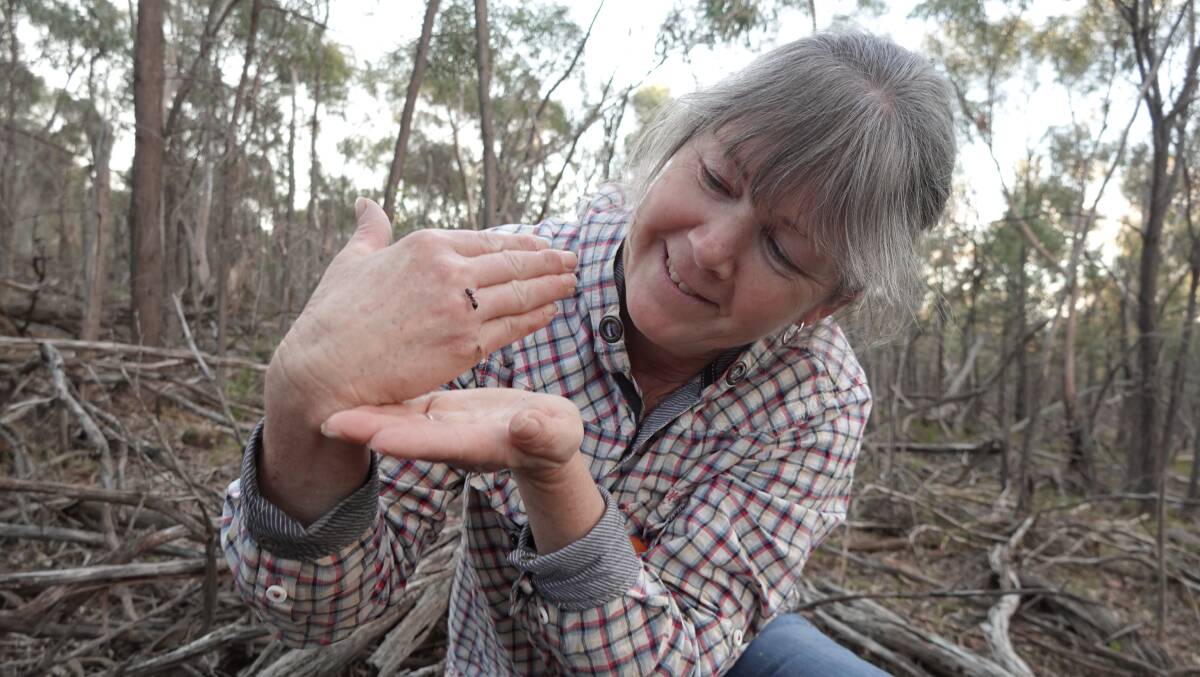 PASSION: Susie Gardiner spends her morning walks lifting branches and moss-covered rocks, all in the search of queen ants to add to her ever-growing collection. PHOTO: Monty Jacka