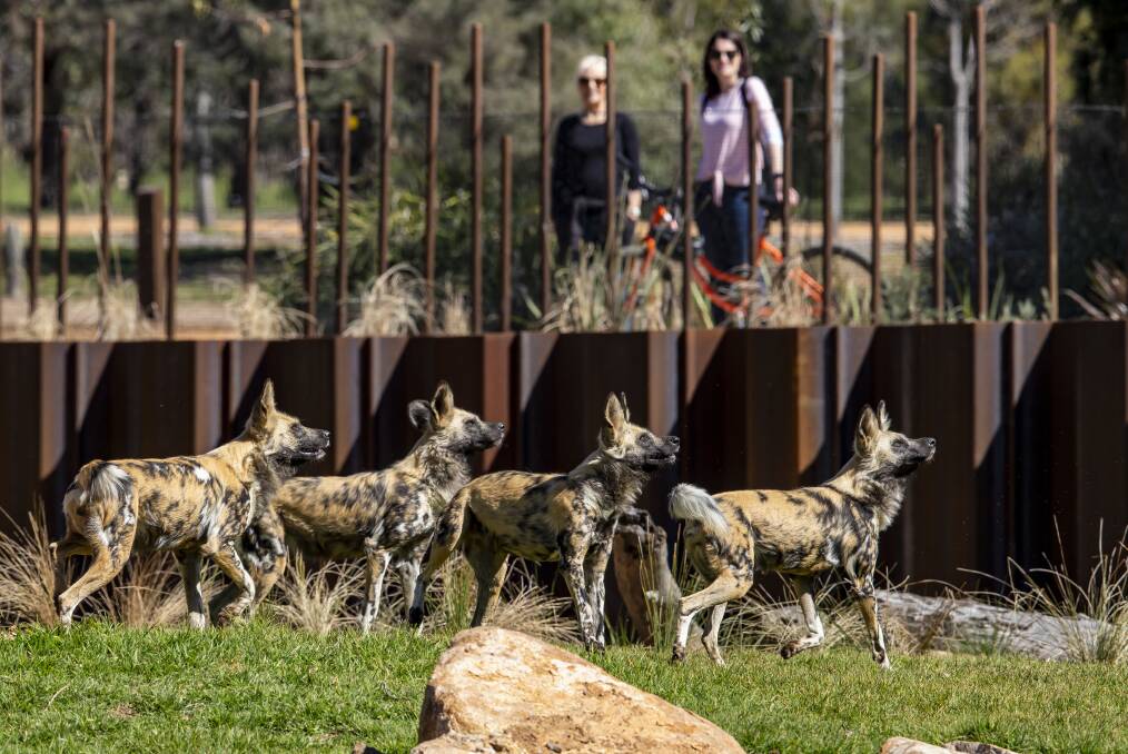 Strong summer: Visitors at the African wild dogs at Taronga Western Plains Zoo, which is experincing a boom in guests. Photo contributed.