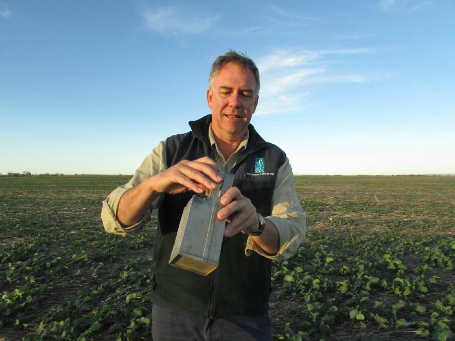 On the lookout: CSIRO mouse researcher Steve Henry out in the field in an earlier season looking at how to overcome the pest, in work supported by the Grains Research and Development Corporation (GRDC). Photo: GRDC. 