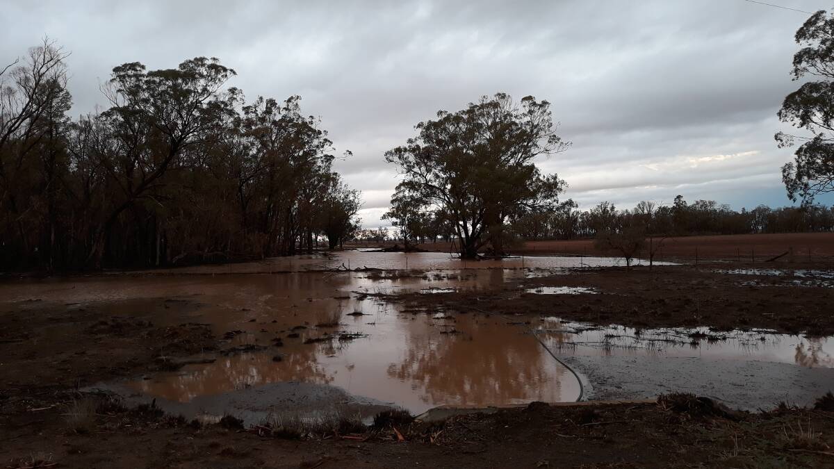 Rain in February drenches what was until recently a dusty paddock along the Collie Road. Photo: FAYE WHEELER