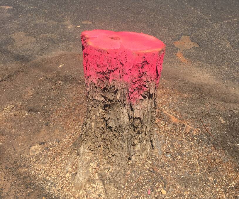 Chopped: A tree stump that remains after an avenue of jacarandas was removed in Fitzroy Street. 