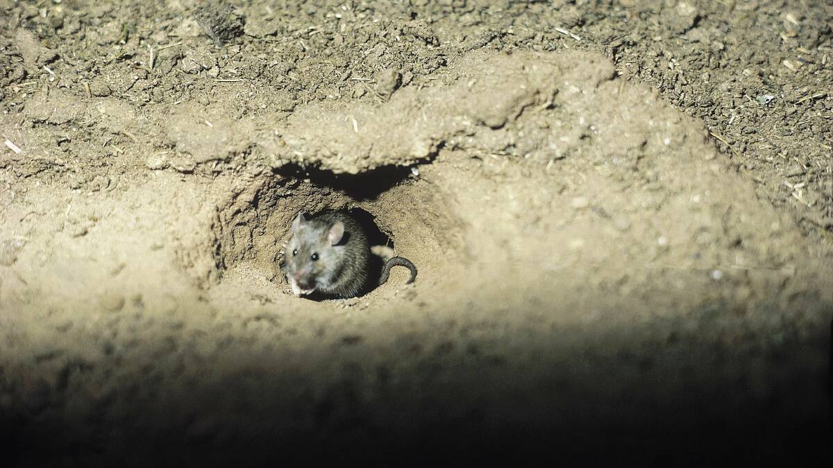 A mouse in a burrow. Photo: NSW DPI.