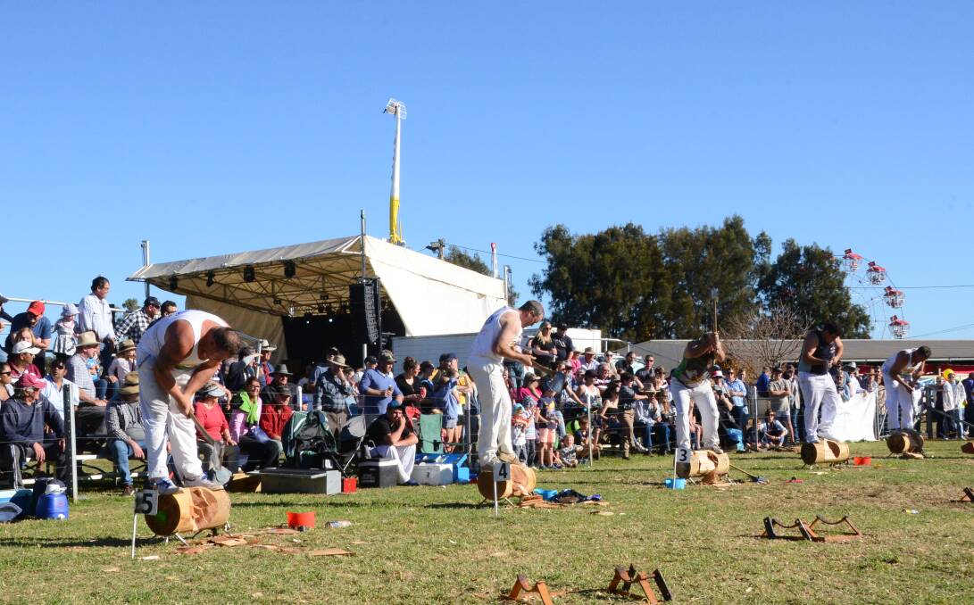 Full swing: Entrants in the woodchopping compete at a previous Dubbo Show. The action will return to the arena on May 24-26. File photo.