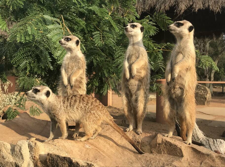 Sentry duty: Taronga Western Plains Zoo's meerkats and all the species were celebrated on World Meerkat Day. Photo contributed.