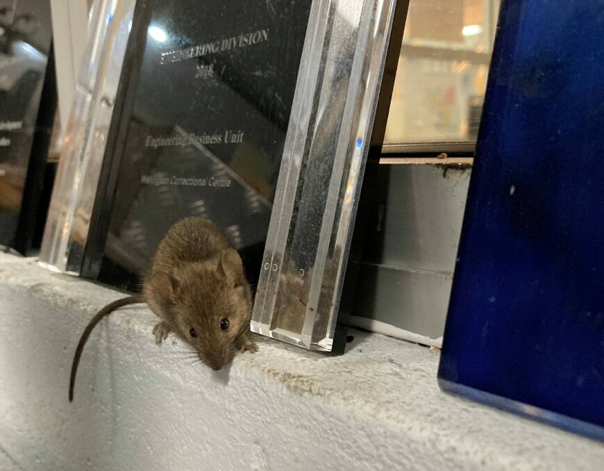 Scat: A mouse in the jail. Photo: CORRECTIVE SERVICES NSW