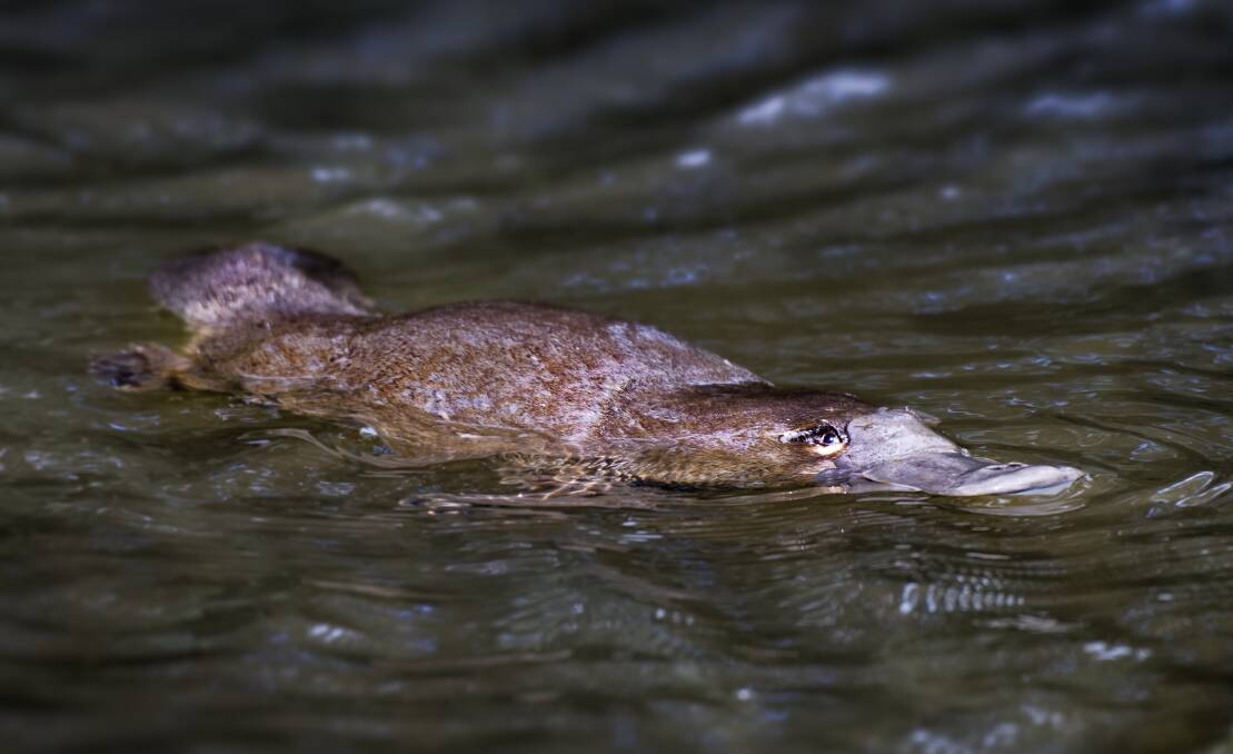 Platypus McKenzie at Taronga Zoo. Entanglement in litter such as discarded fishing line causes many drowning deaths of platypus, just one of many environmental problems. Picture: Taronga Conservation Society Australia/ Chris Wheeler.
