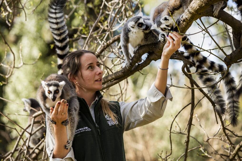 Keeper and ring-tailed lemurs. Photo: Rick Stevens.