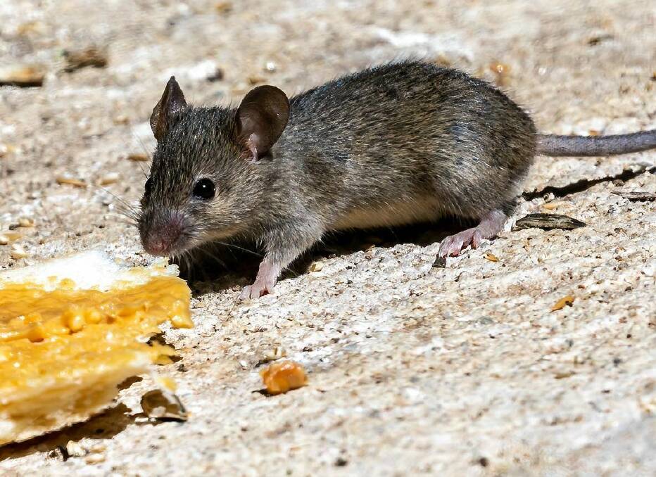 All too common: A mouse looks for food in country NSW. Photo: Michelle Chipperfield/ shellchip via Instagram