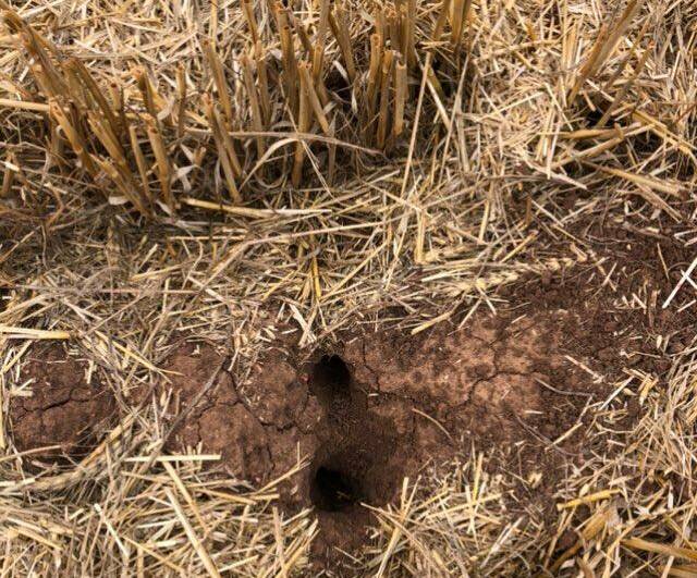 Mouse holes in a paddock near Dubbo. Photo contributed.