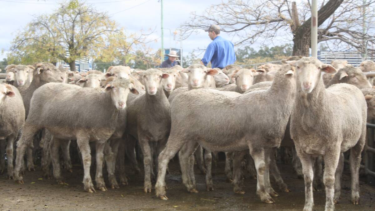 Fine performance: The pen of merino lambs produced by the Zell family of Tooraweenah that fetched $277.50 a head at Dubbo. Dubbo Stock and Station Agents suggests it's a national price record for merinos. Photo contributed.