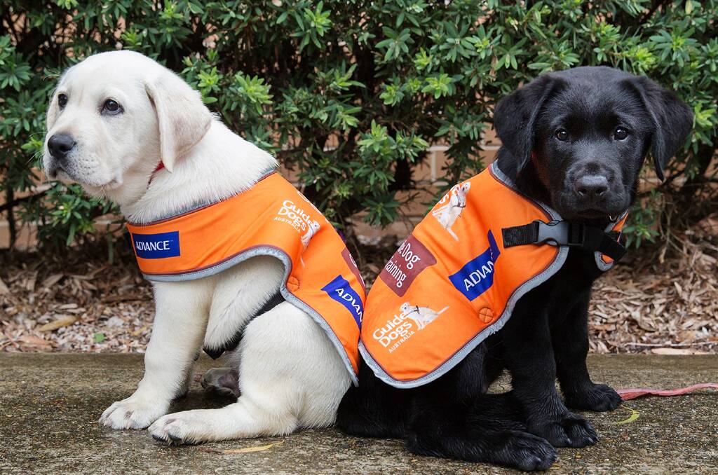 Support: By taking part in PAWGUST, owners will help raise funds for Guide Dogs Australia. Photo contributed.