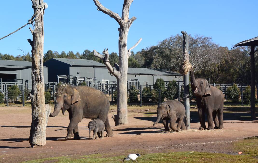 Challenges: Elephants on exhibit at Dubbo's Taronga Western Plains Zoo. The sector continues to operate, despite being closed to visitors because of COVID-19. 