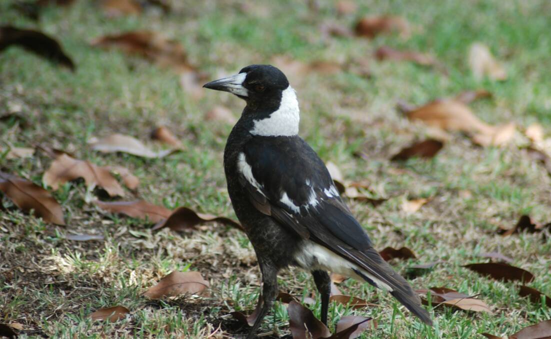 Magpies are a common sight at Dubbo. Photo contributed.