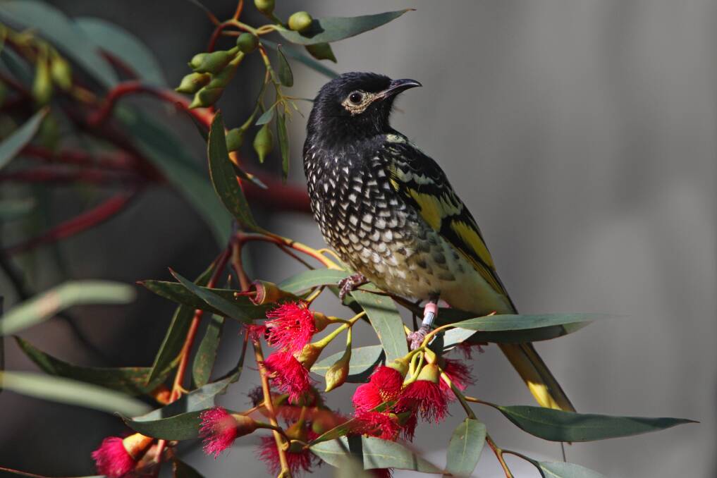 Threatened: The critically endangered regent honeyeater is the focus of a new conservation breeding program at Dubbo. Photo: Dean Ingwerson