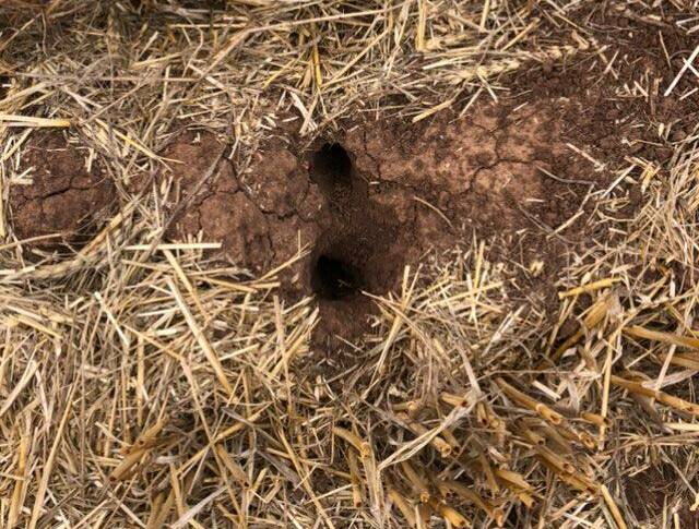 Mouse holes in a paddock. Photo contributed.