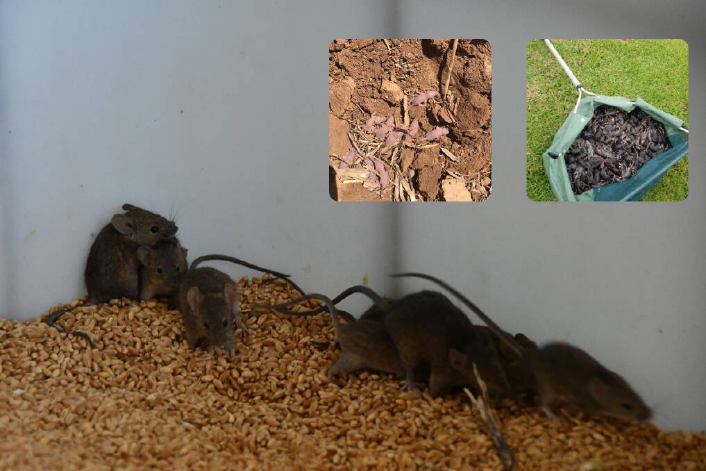 Main: Mice on a Walgett property. Photo: Billy Jupp. (Inset left): Baby mice on a Warren farm. Photo: Jack Brennan. (Inset right): One night's haul of mice caught in traps at Brad Wilshire's on the outskirts of Dubbo. Photo contributed.