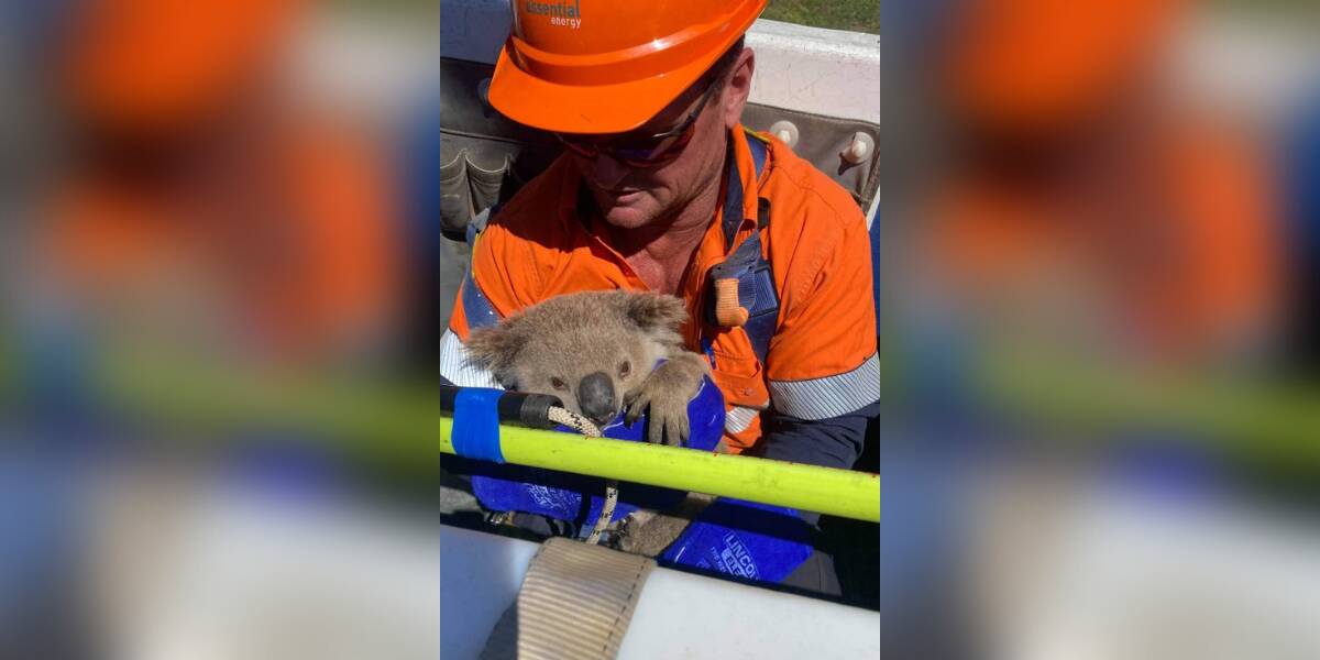 To the rescue: Essential Energy Coonamble resource supervisor Michael Vallett reaches the koala to relocate him. Photo contributed.
