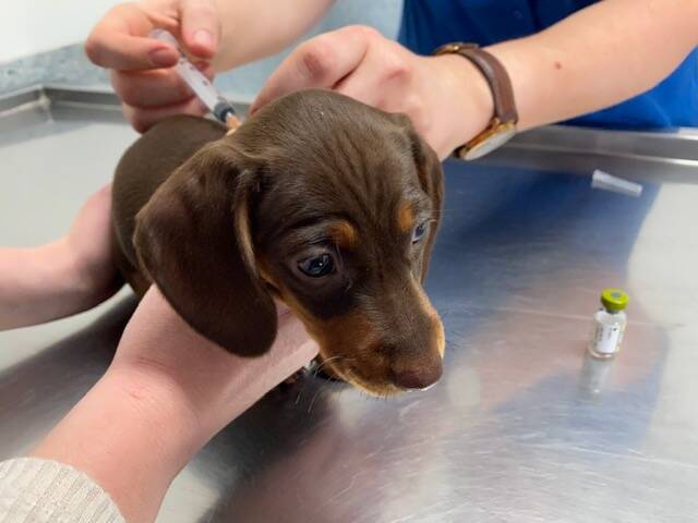 Prevention: A dachshund puppy is vaccinated at Dubbo to protect against parvovirus. Vets report there has been an 'outbreak' of the highly-infectious disease in recent weeks in the city. Photo contributed.