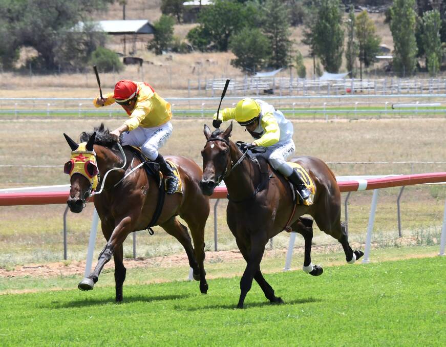 Gallops: Clint Lundholm's Carinda Road (left), pictured racing at Wellington in recent months, will line up in Coonamble. Photo: Amy McIntyre.