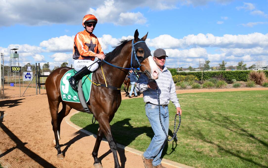 IN CHARGE: Brett 'Snow' Robb leads a horse around at the Dubbo track in a prior race meeting. PHOTO: AMY MCINTYRE.