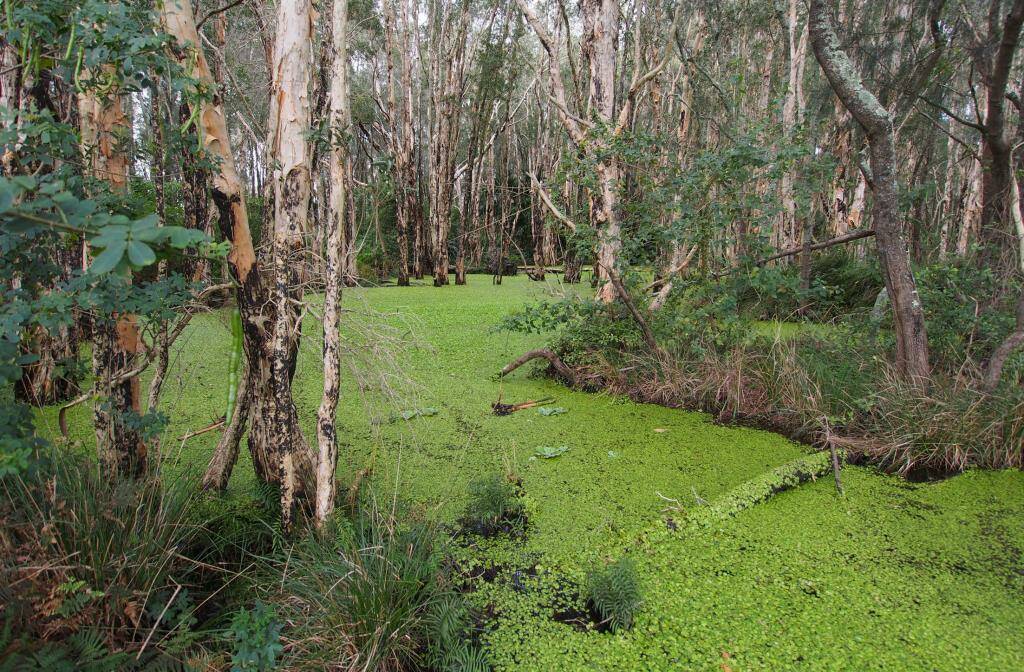 Invasive plants like frogbit can have devastating impacts on the local ecology. 