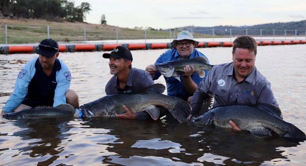 HELP: Dubbo's Inland Waterways OzFish volunteers and NSW Fisheries releasing some rescued Murray Cod into Wyangala Dam. Photo: LUKE PEARCE.