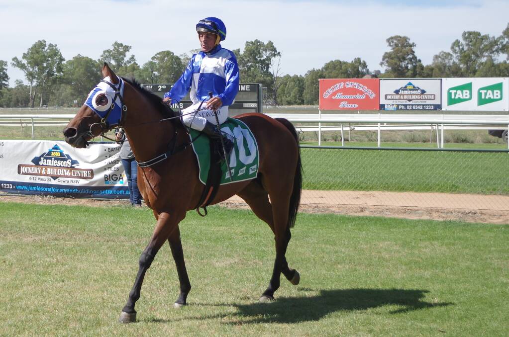 WINNING PAIR: Anthony Cavallo guided What the Fuss to another win for Dubbo trainer Kody Nestor at the Cowra Cup race day. PHOTO: ROBIN DALE. 