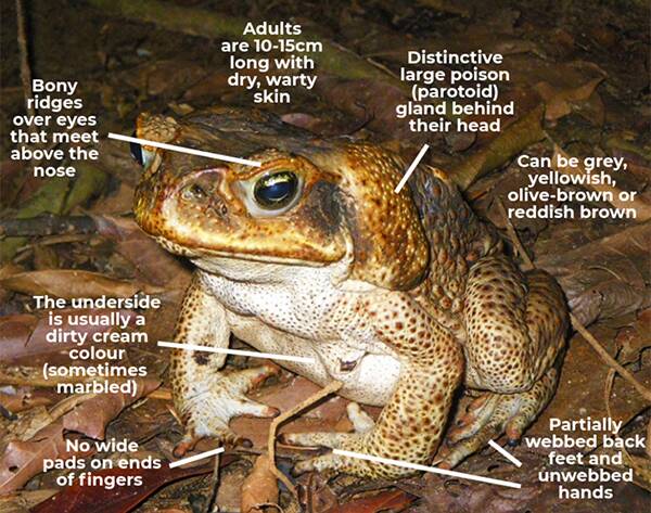 New cane toad incursions have recently been reported in the Sydney, North Coast, South Coast and North West regions. Photo: DPI. 