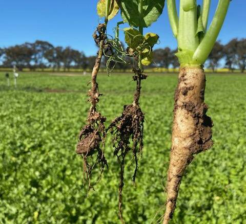 The root growth on the radish and peas in the cover crop at Henty in 2020. Photo: Aaron Giason