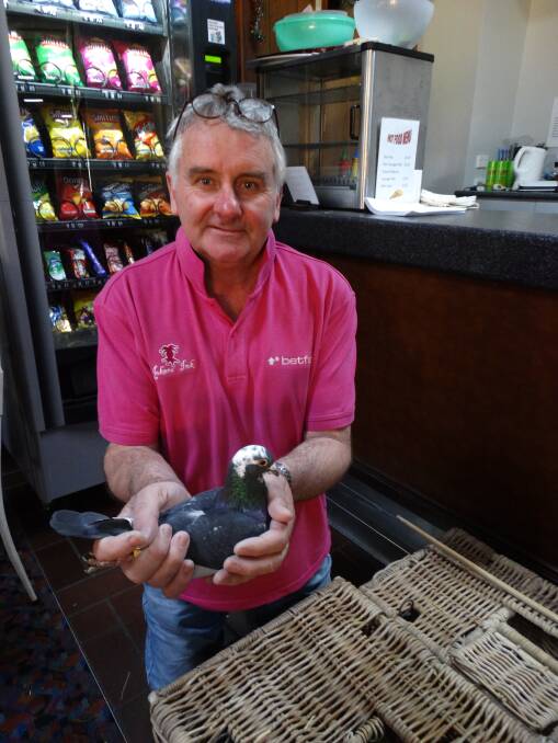 WORTHY CAUSE: Pink Pigeon Race organiser Shane Dolton with one of his racing bird's at the Calcutta at the Narromine Golf Club. Photo: CONTRIBUTED