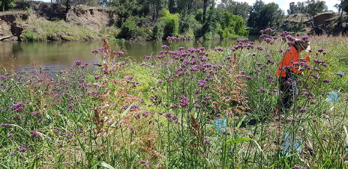 The Dubbo Macquarie River Bushcare Group had its final working bee for 2019 on Sunday, December 16. Photo: WAMBUUL BUSHCARE RIVER