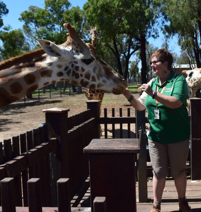 SPECIAL: Jenny Tanner feeds a giraffe at Taronga Western Plains Zoo on Boxing Day.