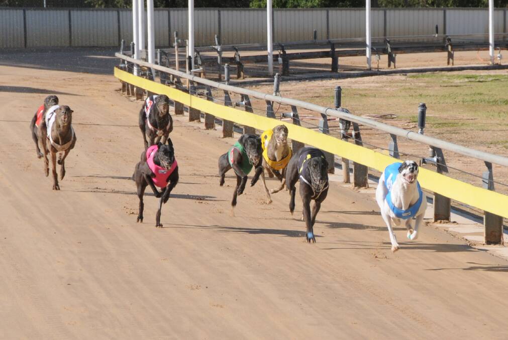 FLYING FORWARDS: Myrniong Rocket could do well from box one in the Sign Vision Dubbo Stakes (400 metres). Photo: NICK GUTHRIE