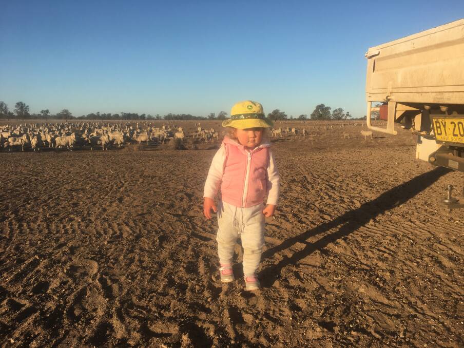 Caroline, 2, helps dad Henry Taylor feed the sheep at 'Warrambone'. Photo: SUPPLIED