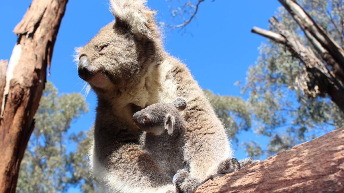 Коала сумка. Коала. Сумка коалы. Коала с детенышем в сумке. Сумчатый медведь коала сумка.