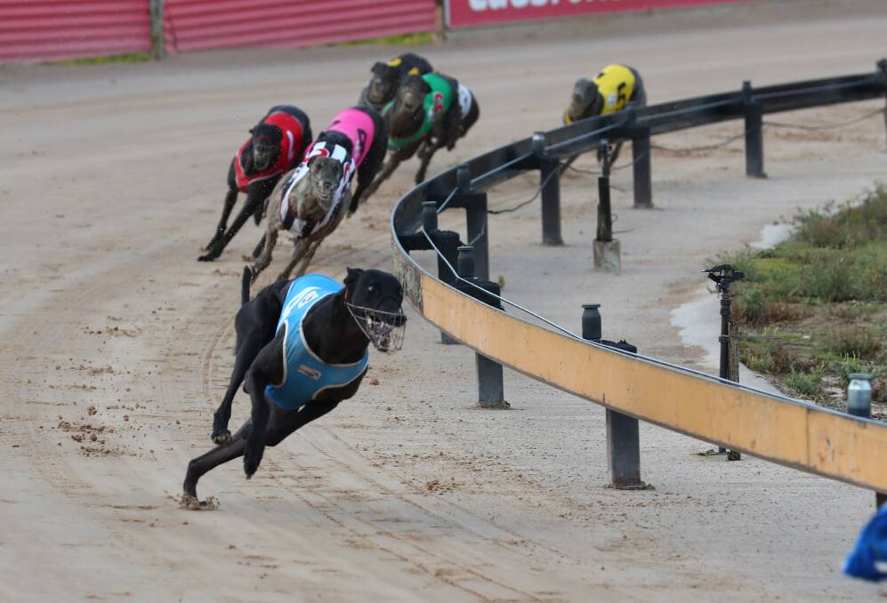 GOLD: Falcon's Fury (pictured at Bathurst's Kennerson Park earlier this year) won the first heat of the Ladbrokes Dubbo Gold Cup at Dawson Park on Friday. Photo: PHIL BLATCH