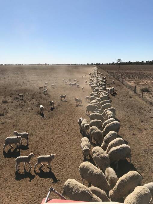 BIG DRY: Kristy Taylor, of 'Warrambone' (pictured) fears how farmers will bounce back from the drought if related businesses close down. Photo: CONTRIBUTED