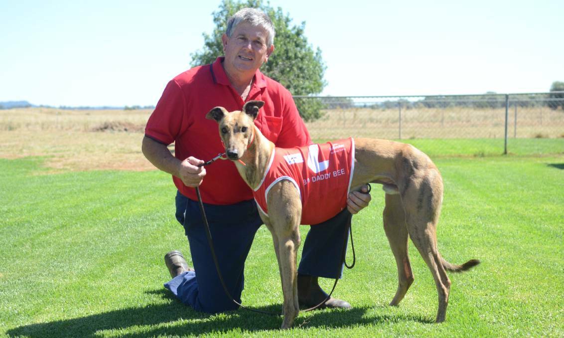 ONE TO WATCH: Raymond Smith's Group 1 winner Big Daddy Bee will jump from box four in the Dubbo Mayor's Cup Prelude (516 metres). Photo: FORBES ADVOCATE
