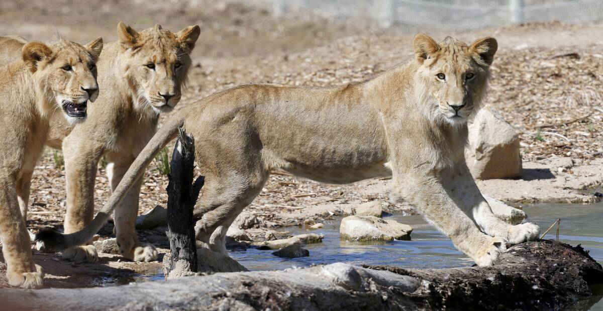 Roaring success: The new Lion Pride Lands has benefits for everyone including visitors to the zoo, animal keepers, and the lions themselves. Photo: Rick Stevens.