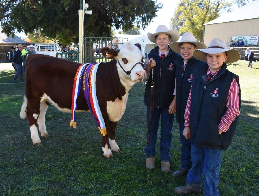 Champion: All Saints College students and brothers Sam, Angus and Charlie Rendall with winning Poll Hereford "Fintona Charlotte". Photo: Nadine Morton.