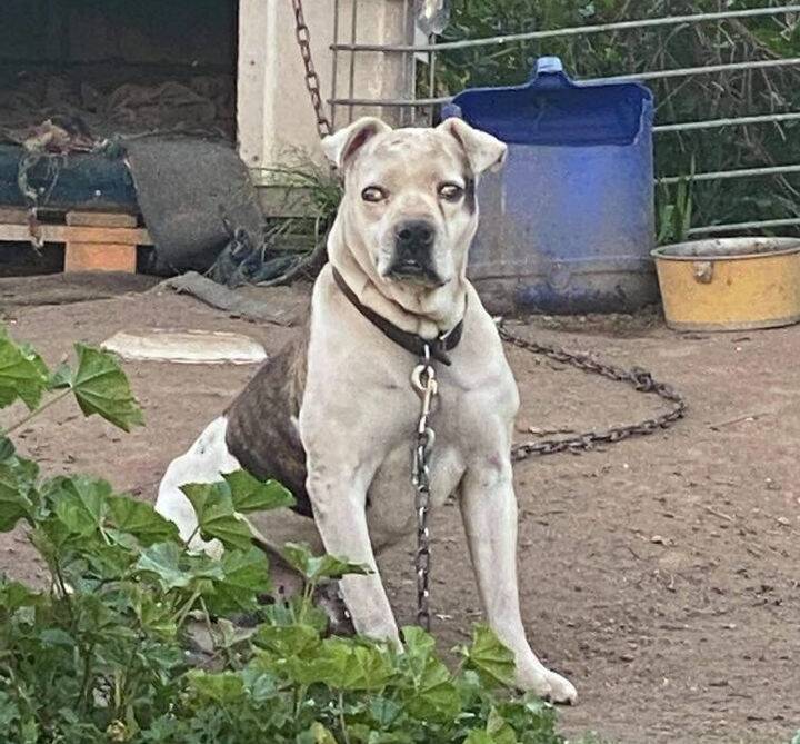 The sad photo of Hugo that was posted to social media in early October by Central West Animal Rescue showing the 10-year-old blind bulldog chained up in a yard. It was accompanied by a plea for someone to foster him. PHOTO: SUPPLIED