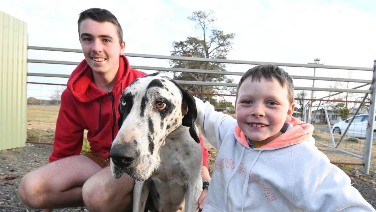 Molly the blood donor dog with Lachlan Randall and Levi Milne. PHOTO: JUDE KEOGH 