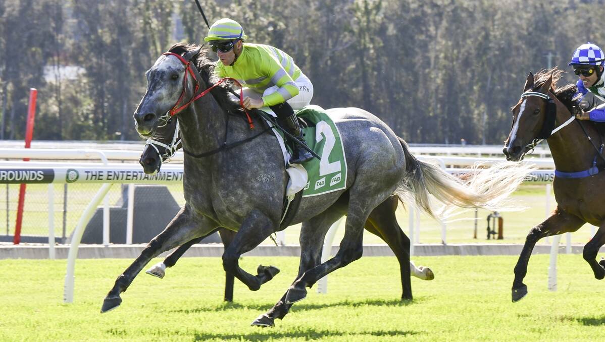 Five-year-old grey Lekvarte is tipped to win Race 9, the MOSTYNCOPPER ASPIRATION QUALITY over 1600 metres at Randwick. Picture Bradley Photos. 