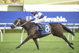 Atishu is tipped to win Race 9, the Grainshaker Vodka Queen of the Turfa over 1600m. Picture Bradley Photos