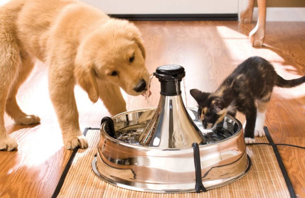 Always having cool, clean water available for your pets is even more important in summer. Picture Shutterstock