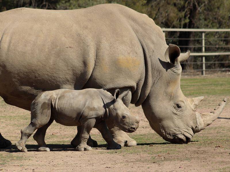 A white rhino calf born at Western Plains Zoo will play an important role in conservation efforts.